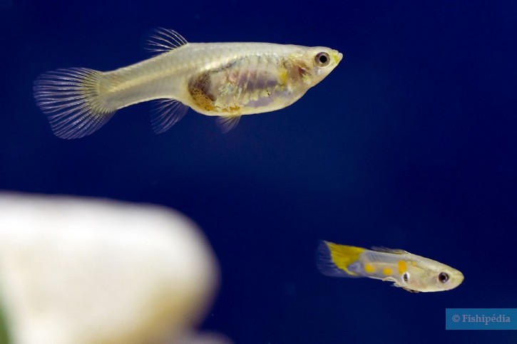 Le Guppy (poisson) : ce que vous devez savoir - Poecilia Reticulata