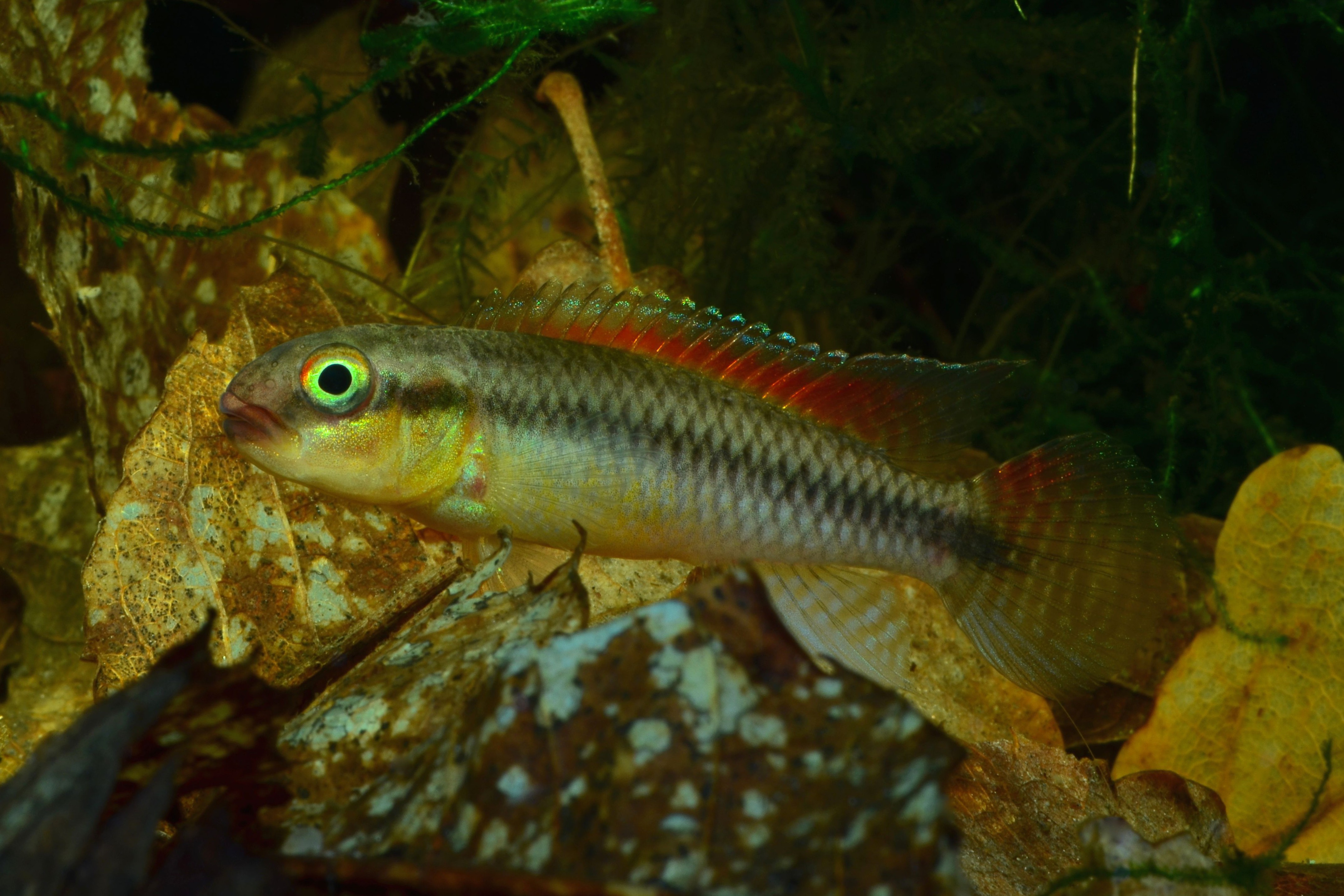 Congochromis Dimidiatus Cichlide Nain Fiche Poissons