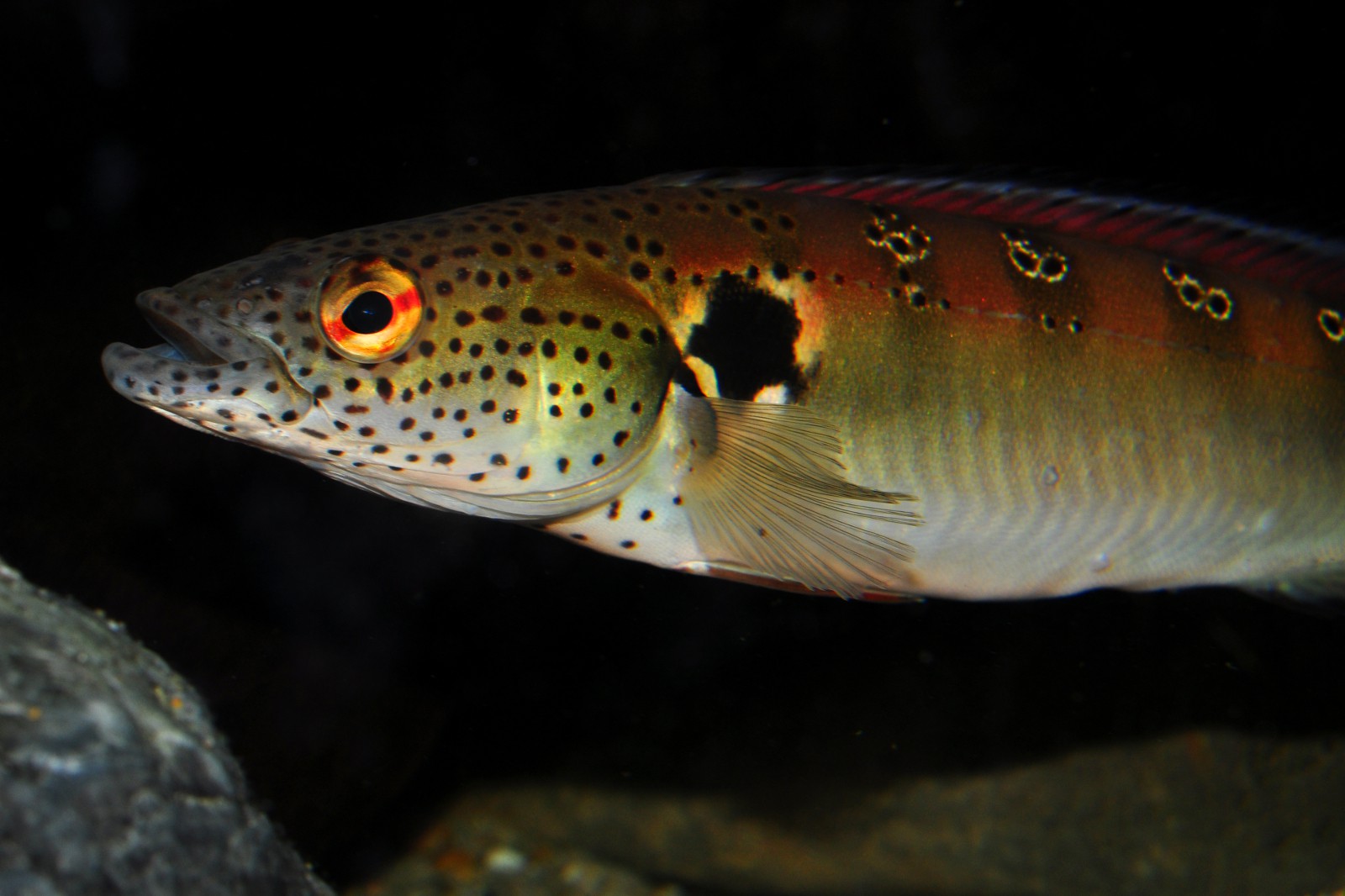 Crenicichla lenticulata • Fiche Poisson