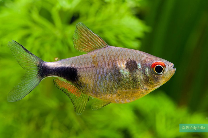 Les maladies des poissons d'aquariums - Zolux