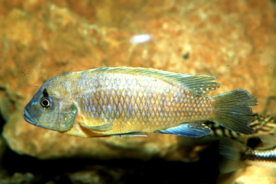 Labeotropheus trewavasae • Fiche poissons