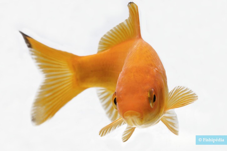 Quelle différence entre les poissons japonais et les poissons rouges ?