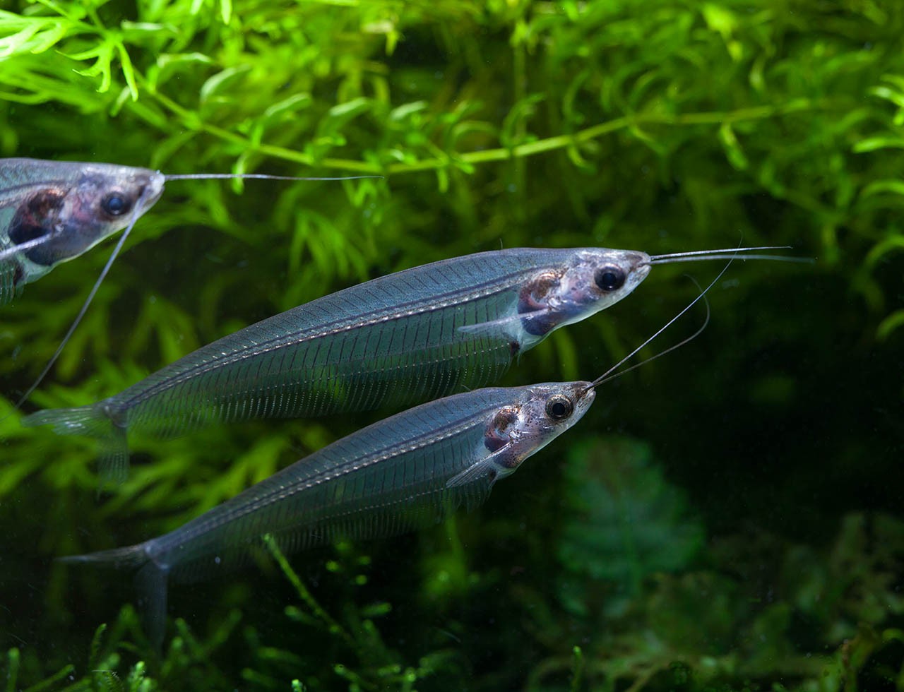 Silure de verre • Kryptopterus vitreolus • Fiche poissons