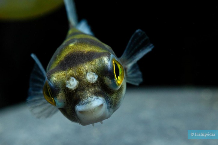 Poisson Ballon Amazonien Colomesus Asellus Tétrodon