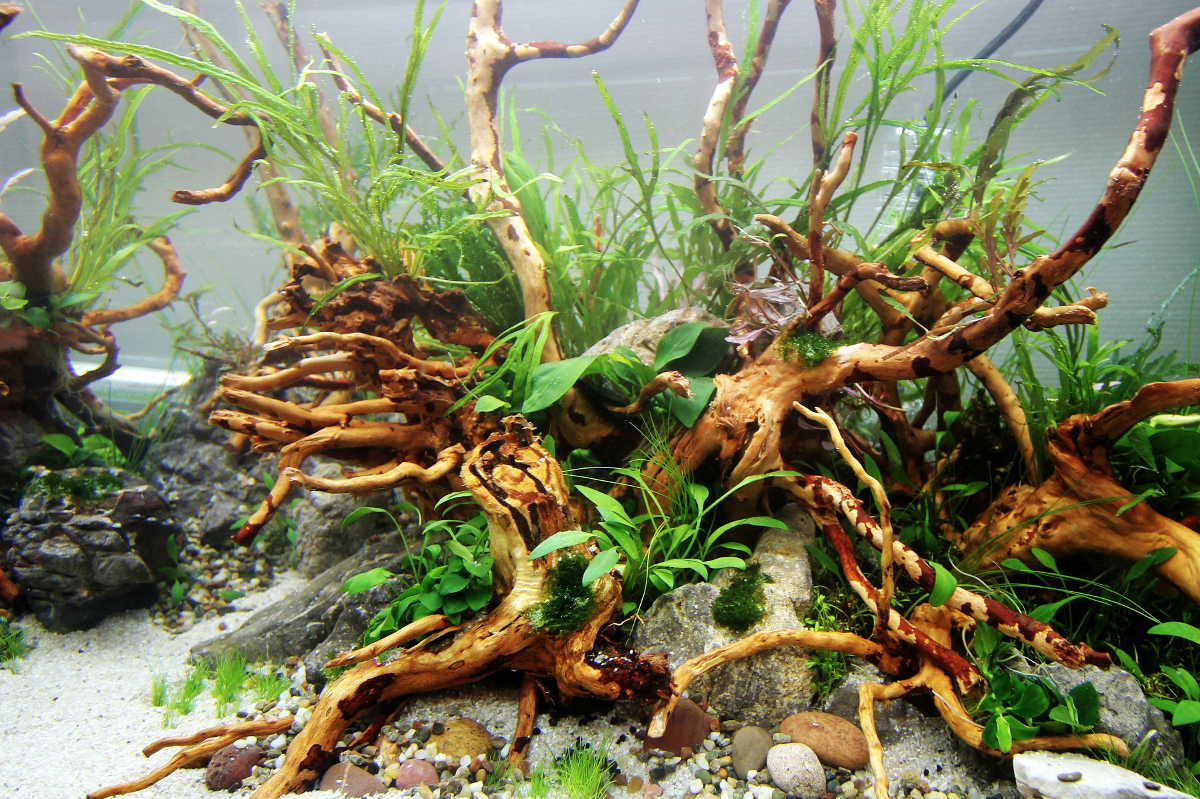 Les crevettes d'aquarium d'eau douce, conseils pour bien démarrer