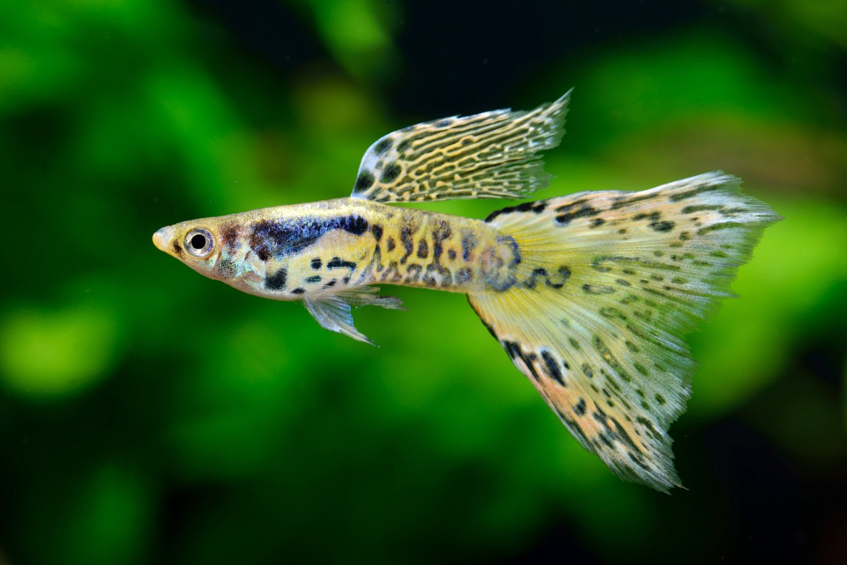 Les différents types d'aquarium - Fishipedia