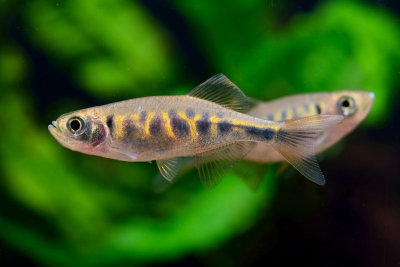 Rasbora dorsiocellata sp Sunset (Elevage semi-sauvage - Indonésie) -  Aquaplante