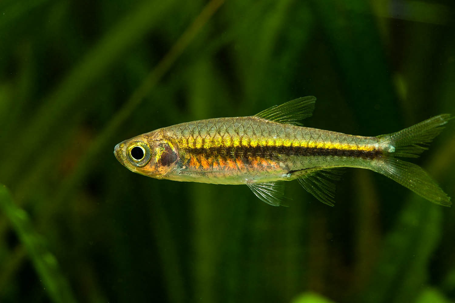 Rasbora élégant - Rasbora sumatrana - Rasbora • Fiche Poisson