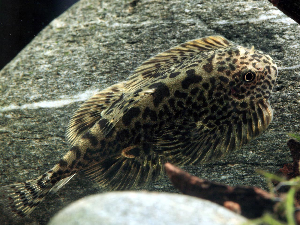 La nourriture de poisson de fond Pleco/ - Chine Aliments pour poissons,  Pleco nourriture