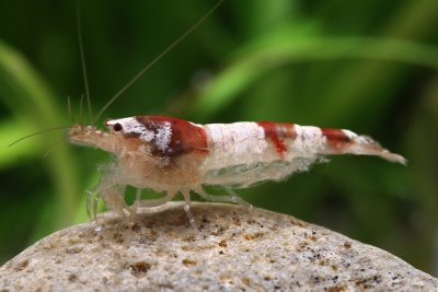 Crevette Red White Cristal grade A : Poissons et invertébrés d'eau douce  AUTRES MARQUES animalerie - botanic®