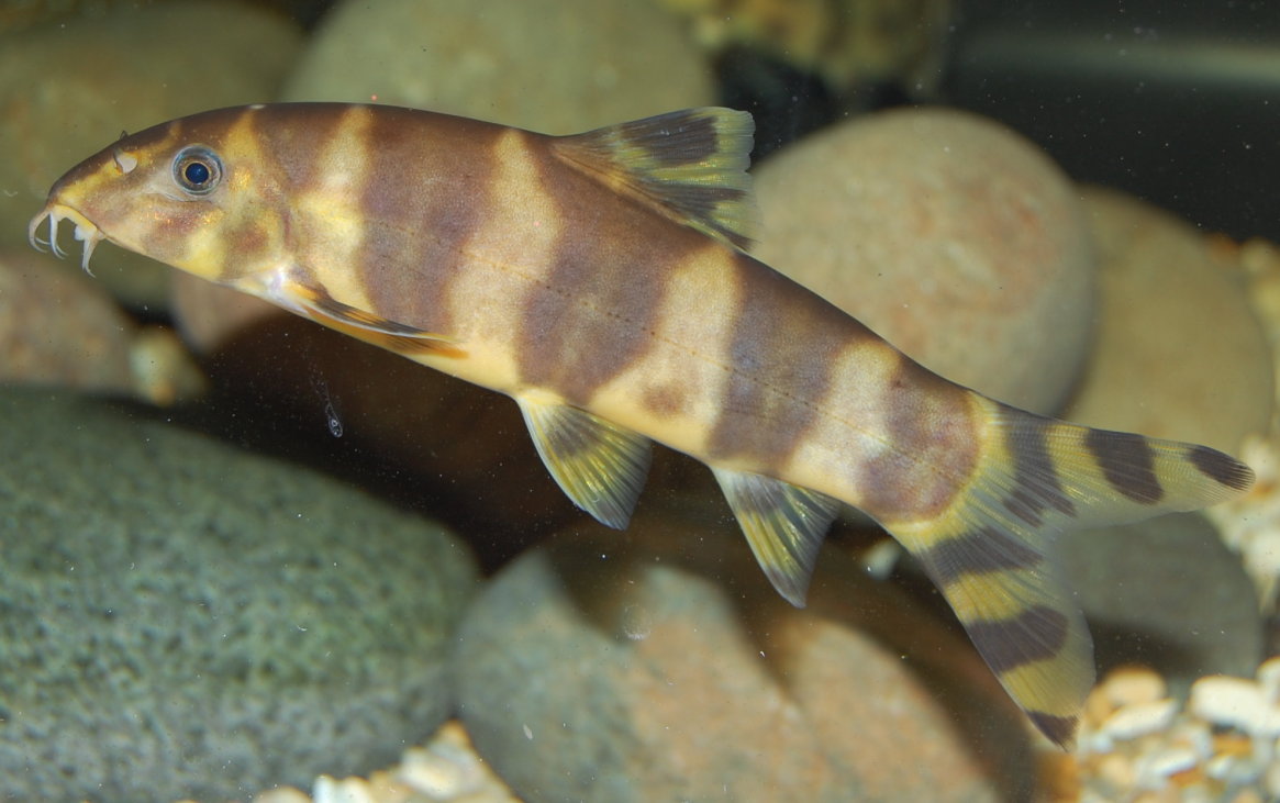 loche du Tenasserim • Botia udomritthiruji • Fiche poissons