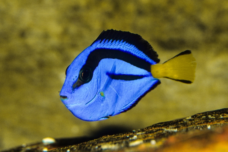 Chirurgien Bleu Dory Paracanthurus Hepatus • Fiche Poisson 