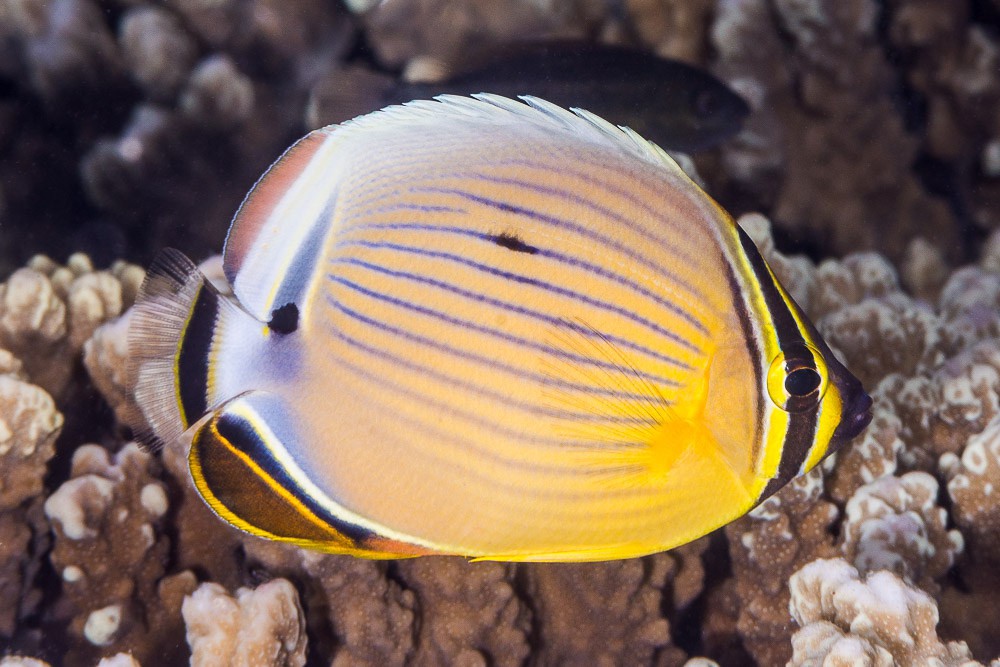 Рыба бабочка. Chaetodon lineolatus. Меднополосая рыба-бабочка. Chaetodon pelewensis. Андаманская рыба бабочка.