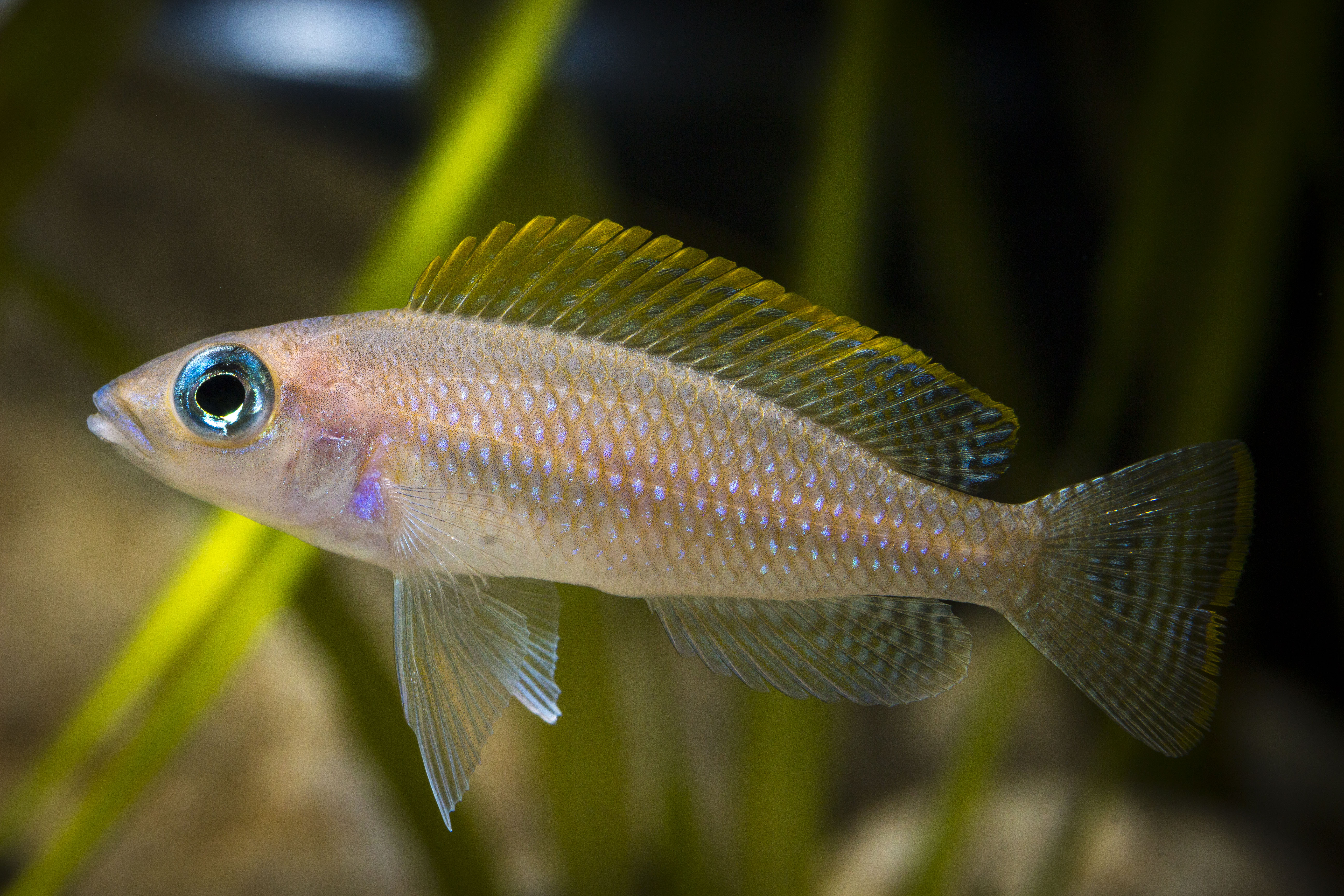 Neolamprologus Caudopunctatus Lamprologien Fiche Poissons