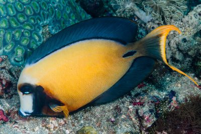 Poisson-Serran violet (élevage) - Pictichromis porphyrea