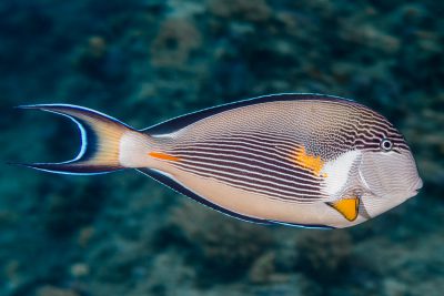 Aquarium de la Reunion - Le poisson-licorne (Naso unicornis) La