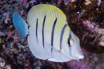 Poisson-Serran violet (élevage) - Pictichromis porphyrea