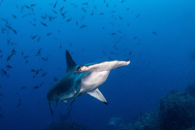 Grand Requin Marteau Sphyrna Mokarran Fiche Poissons