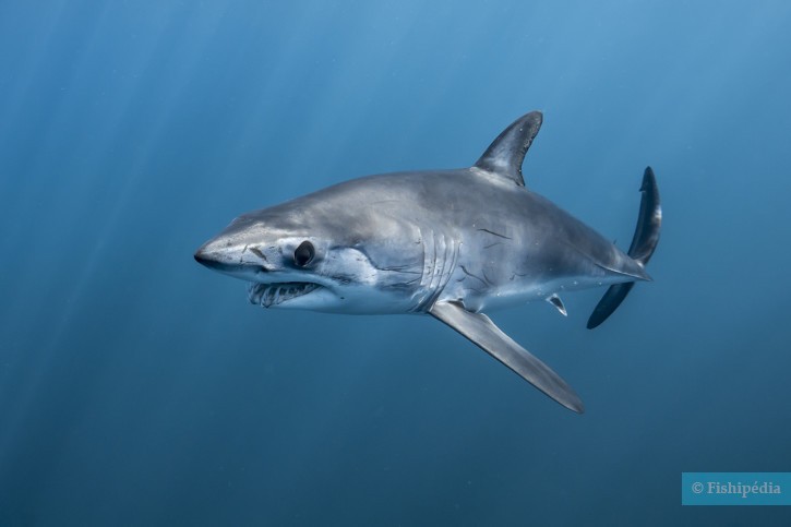 Requin mako • Isurus oxyrinchus • Fiche poissons