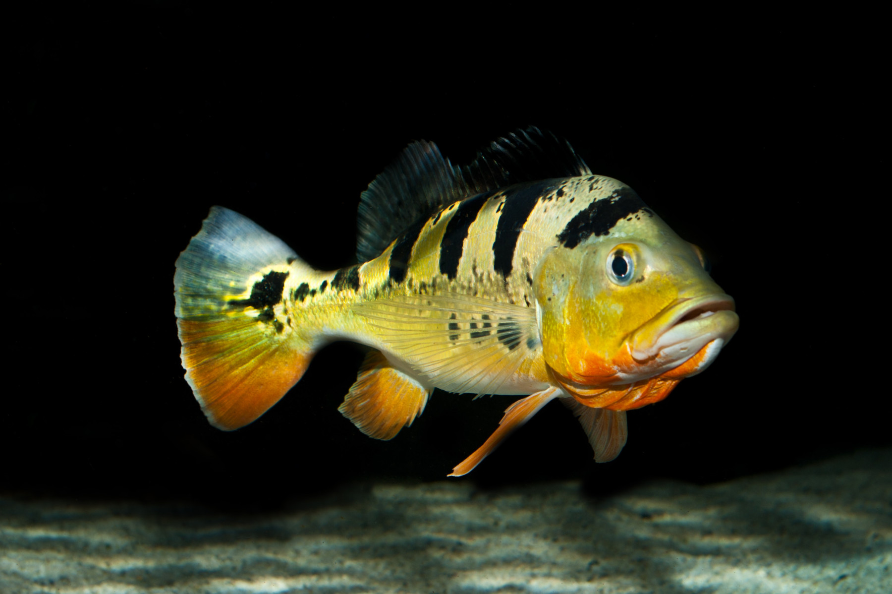 Cichla monoculus • Monster fish • Fiche poissons