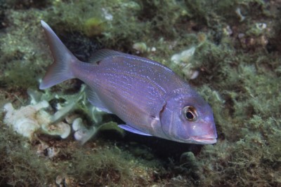 Avec les mangeurs de saupe, le poisson qui rend « fada »