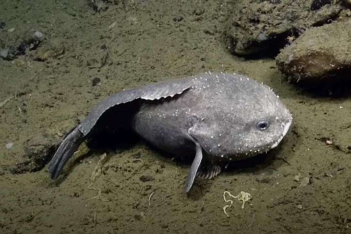 Blobfish, le poisson star des abysses
