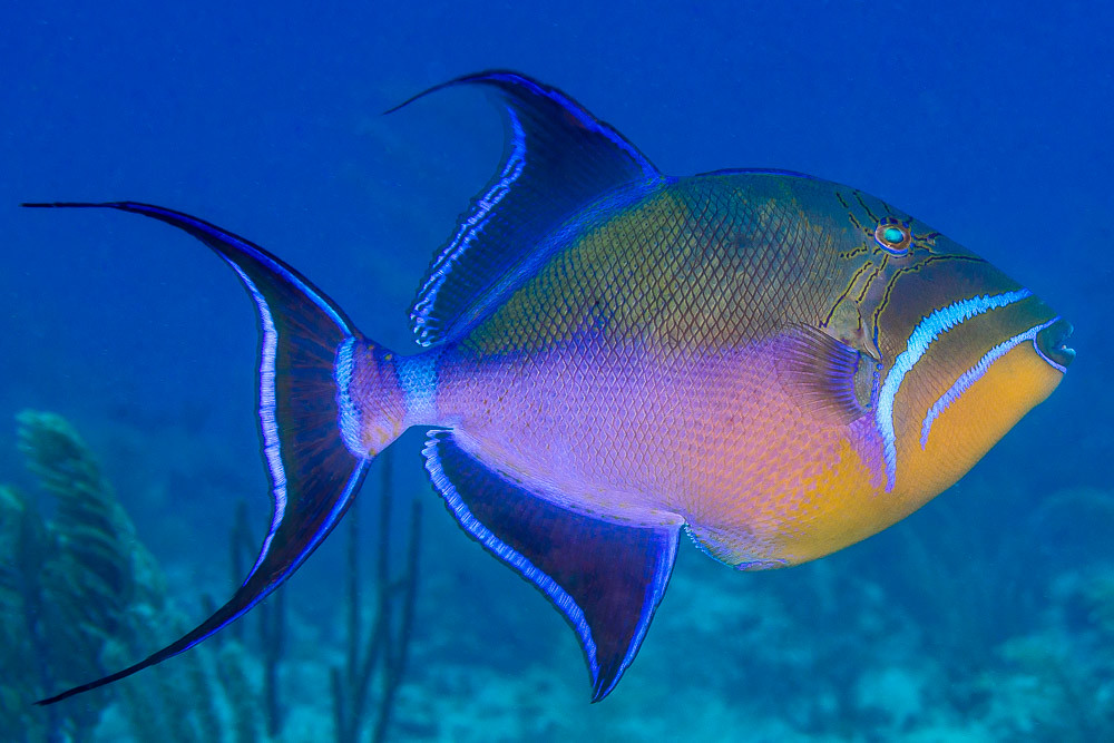 These fish. Королевский спинорог. Рыба Королевский спинорог. Императорский спинорог. Королевский спинорог желтый.