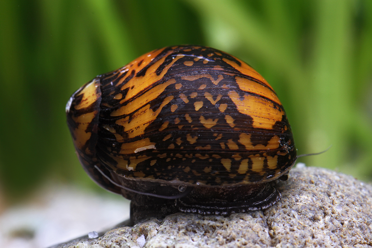 Nerite Tatoue Neritina Variegata Fiche Mollusque