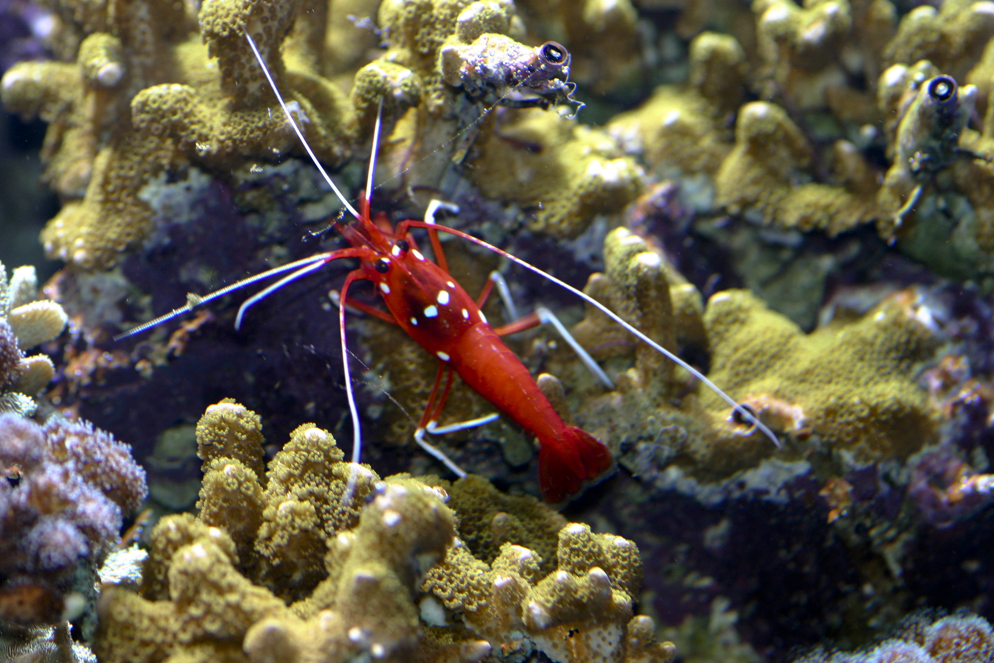 Gioia Shrimp - Balls Artémias - Pour crevettes d'aquarium