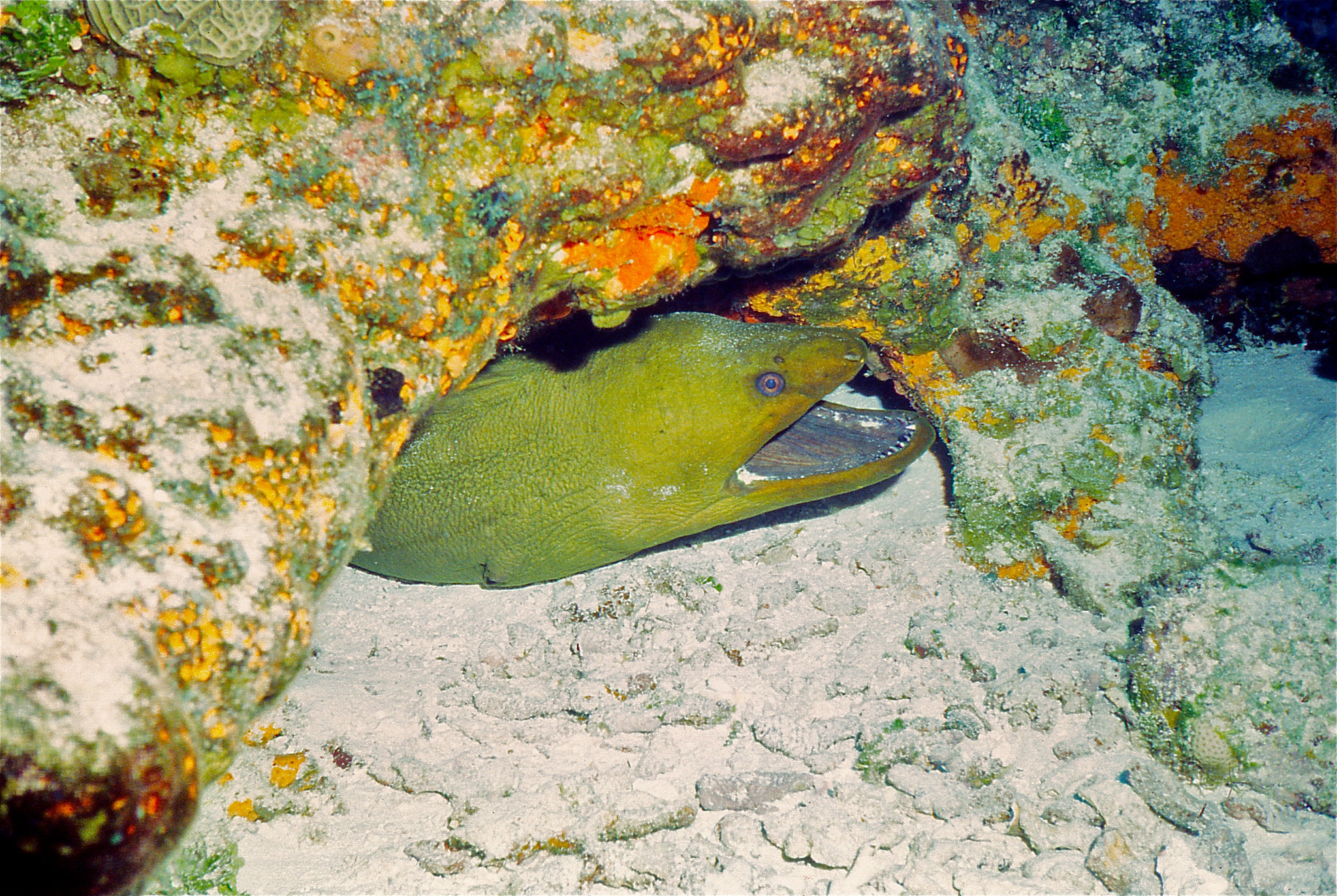 Murène verte • Gymnothorax funebris • Fiche poissons