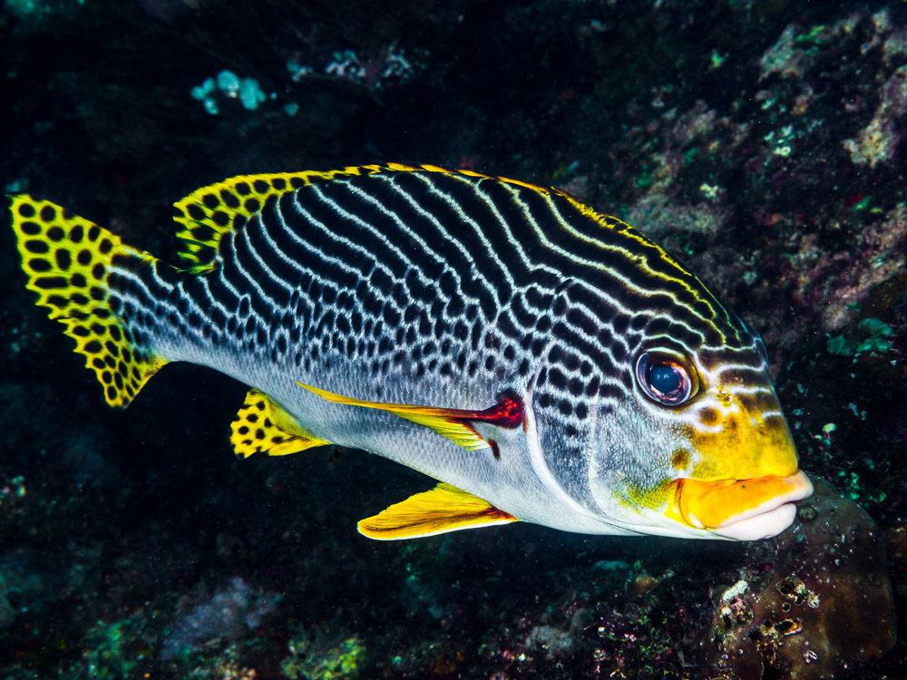 Рыба губка. Plectorhinchus lineatus. Чернопятнистый сладкогуб. Полосатый сладкогуб рыба Plectorhinchus lineatus. Пятнистый сладкогуб.