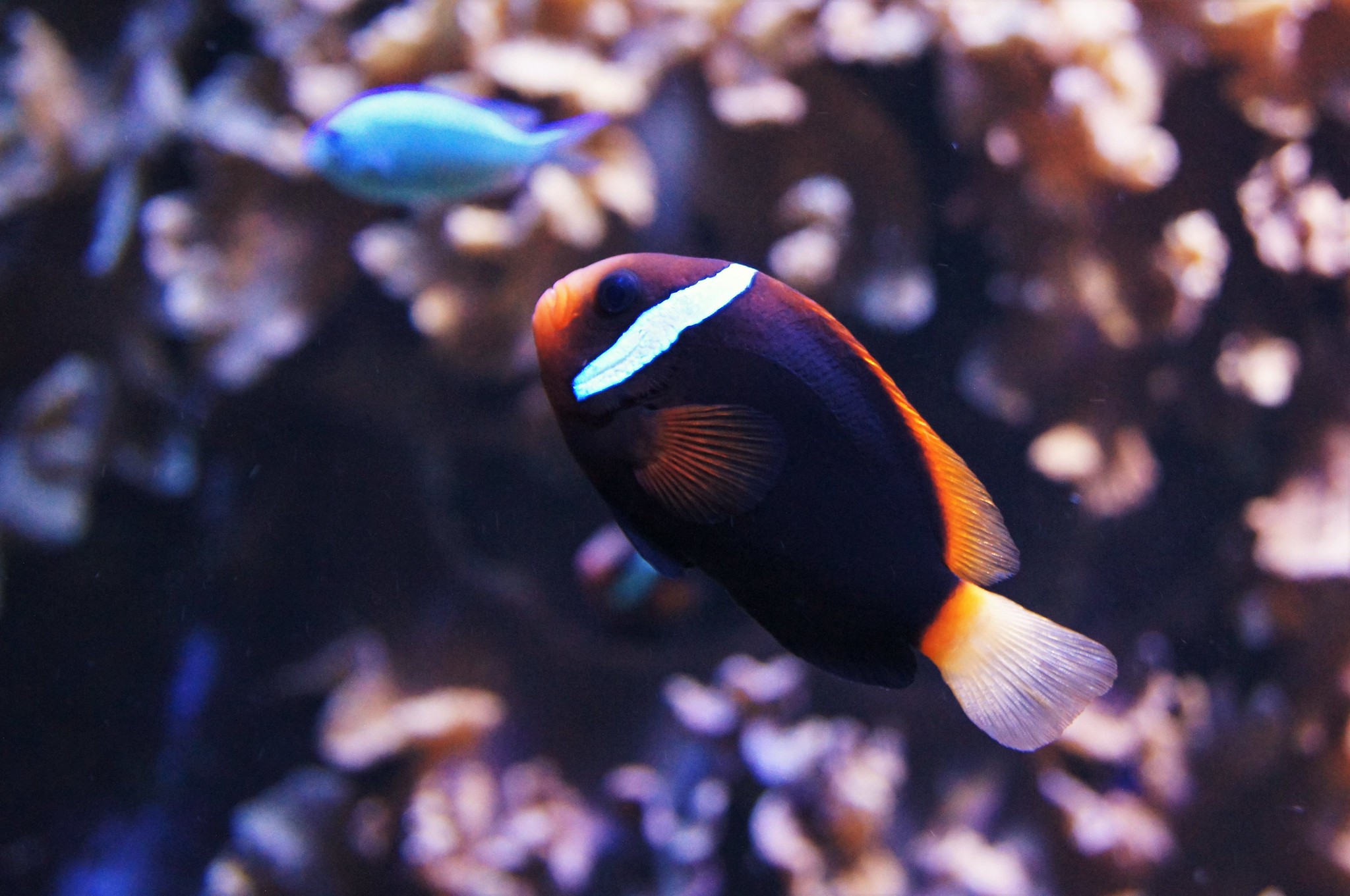 Poisson clown bistr Amphiprion melanopus Fiche poissons