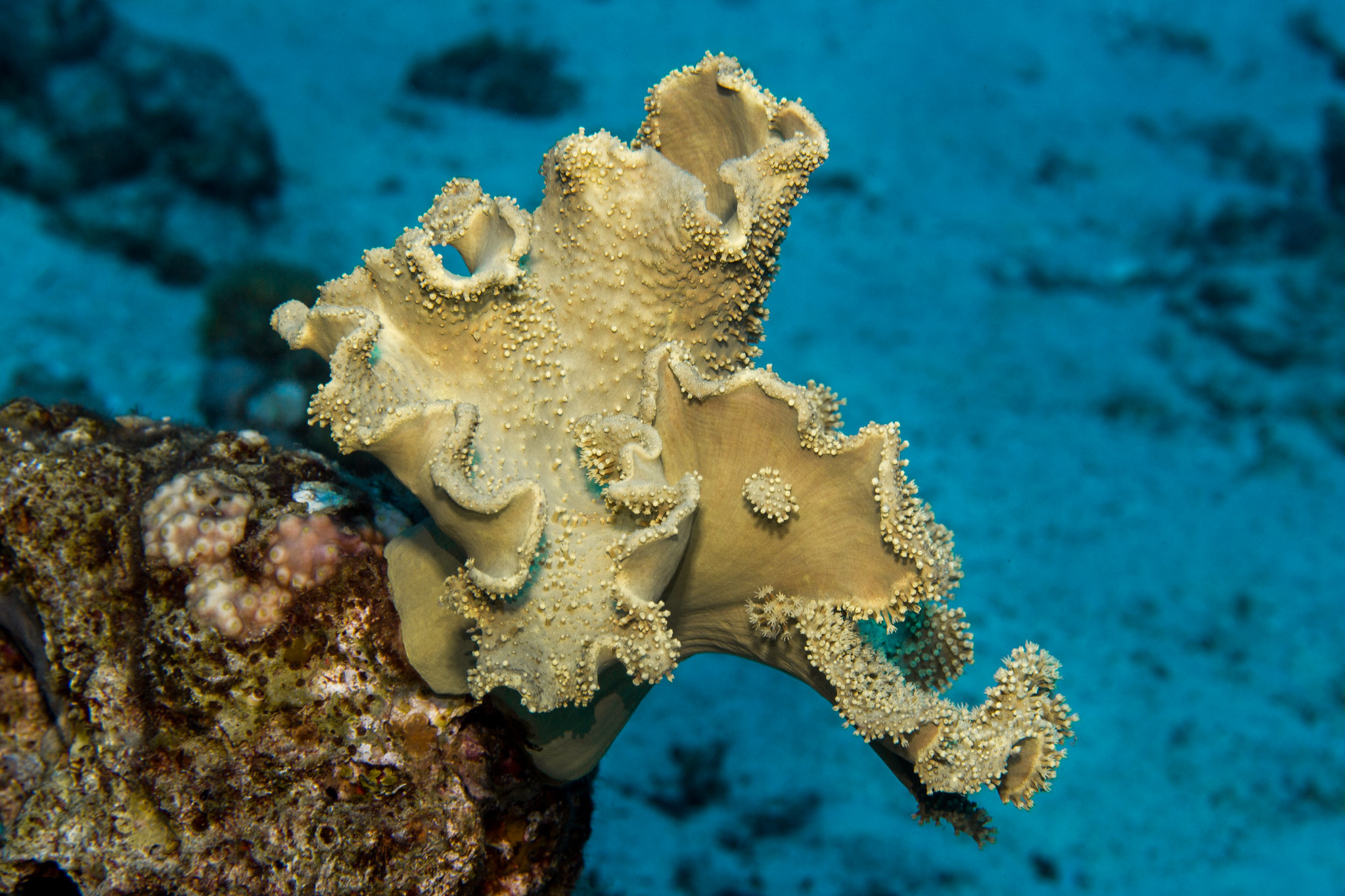 Corail champignon • Sarcophyton glaucum • Fiche cnidaire