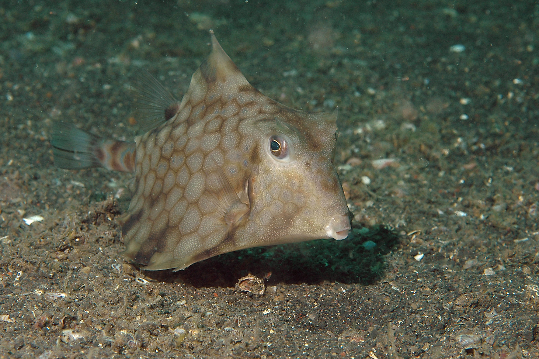 Poisson-coffre à bosse • Tetrosomus gibbosus • Fiche poissons