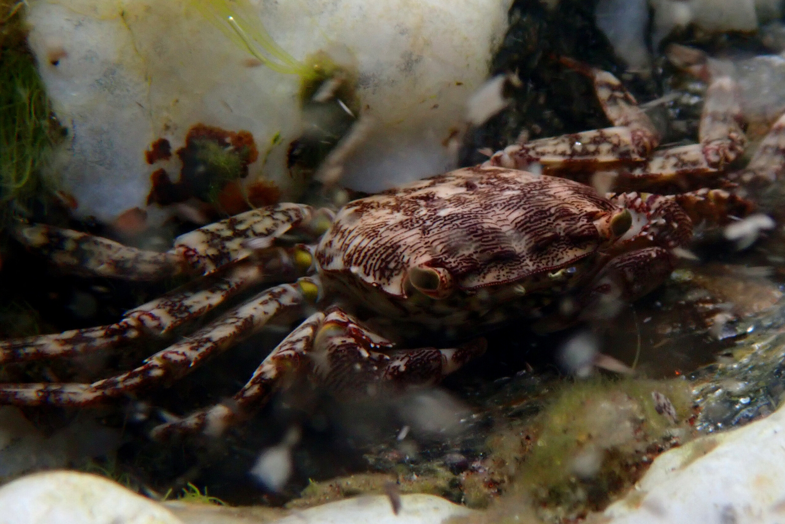 Crabe marbré • Pachygrapsus marmoratus • Fiche crustacé