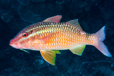 Poisson-Serran violet (élevage) - Pictichromis porphyrea