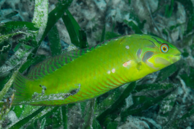 Poisson-Serran violet (élevage) - Pictichromis porphyrea