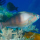 picture of Scarus longipinnis