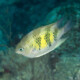 picture of Amblygliphidodon curacao