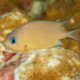 picture of Pycnochromis amboinensis