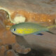 picture of Pycnochromis vanderbilti