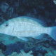 picture of Lethrinus obsoletus