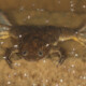 picture of Xenopus laevis