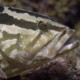 picture of Epinephelus striatus