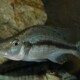 picture of Dimidiochromis compressiceps
