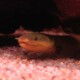 picture of Erpetoichthys calabaricus