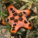 picture of Protoreaster nodosus