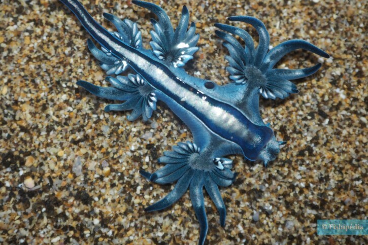 Glaucus atlanticus