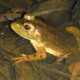 picture of Lithobates catesbeianus