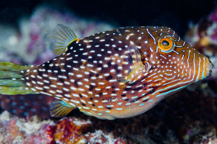 Canthigaster natalensis